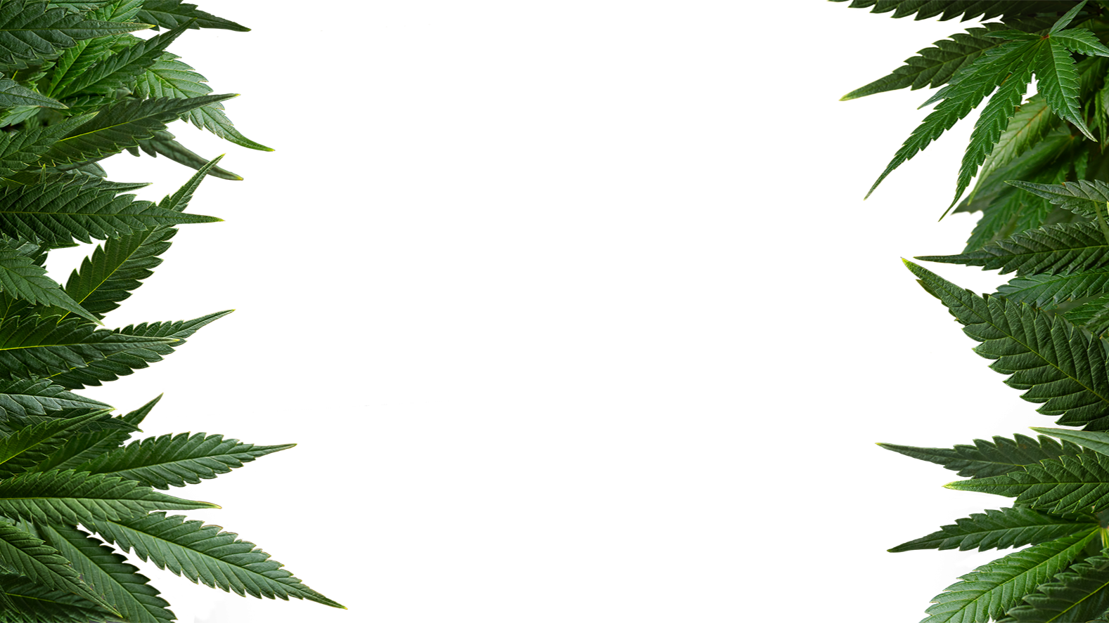 Marijuana leaves framing a white center